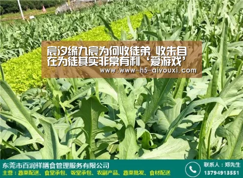 宸汐缘九宸为何收徒弟 收朱自在为徒其实非常有利‘爱游戏’(图1) 爱游戏app